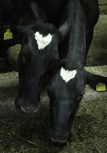 Strenc_Rebeka_01_Párban szép az élet